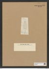 Diatomeae indet. Zeichnungen Sammlung Grunow Nr. 8950 (NHMW-BOT-W0378637)